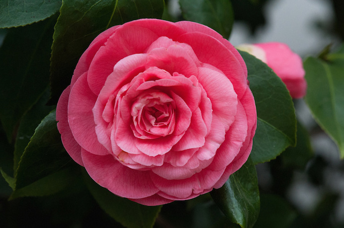 Gardening Tips : Rarest Flowers : .FLOWERS Domain Sale : Register .FLOWERS Domains - Middlemist Camellia
