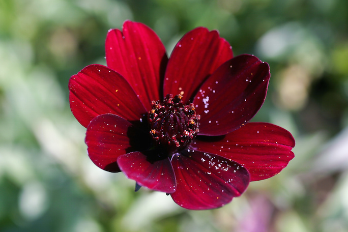 Gardening Tips : Rarest Flowers : .FLOWERS Domain Sale : Register .FLOWERS Domains -  Chocolate Cosmos Flower