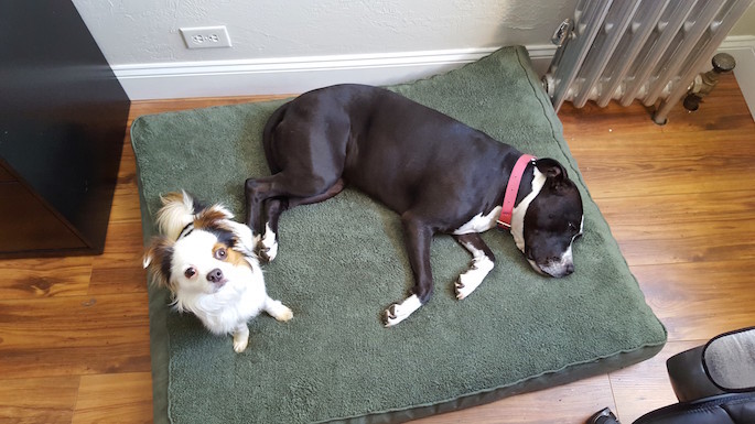 Take Your Dog to Work Day : New Dynadog : Introducing Bear - Bear and Leela