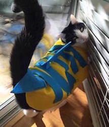 Pick A Cute Costume And Enjoy Dress Up Your Pet Day: Check Out Pictures Of Our Dynapets Today - Rocket