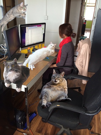 Cat Friendly Office - April Fools Day Joke